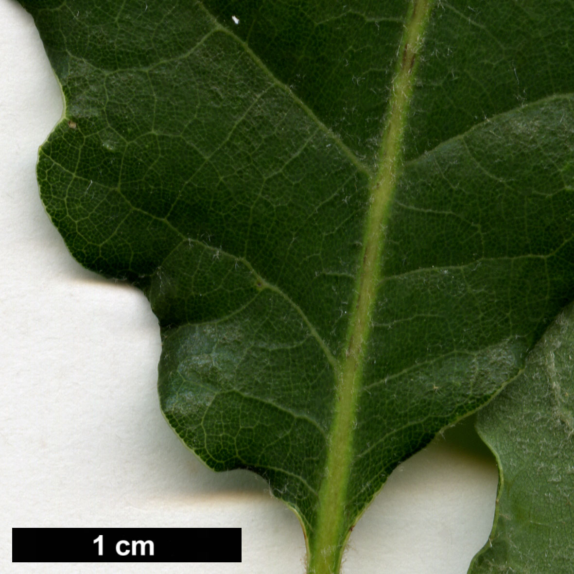 High resolution image: Family: Fagaceae - Genus: Quercus - Taxon: ×cerrioides (Q.canariensis × Q.pubescens subsp. subpyrenaica)